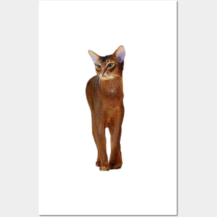 Abyssinian Cat Kitten Posters and Art